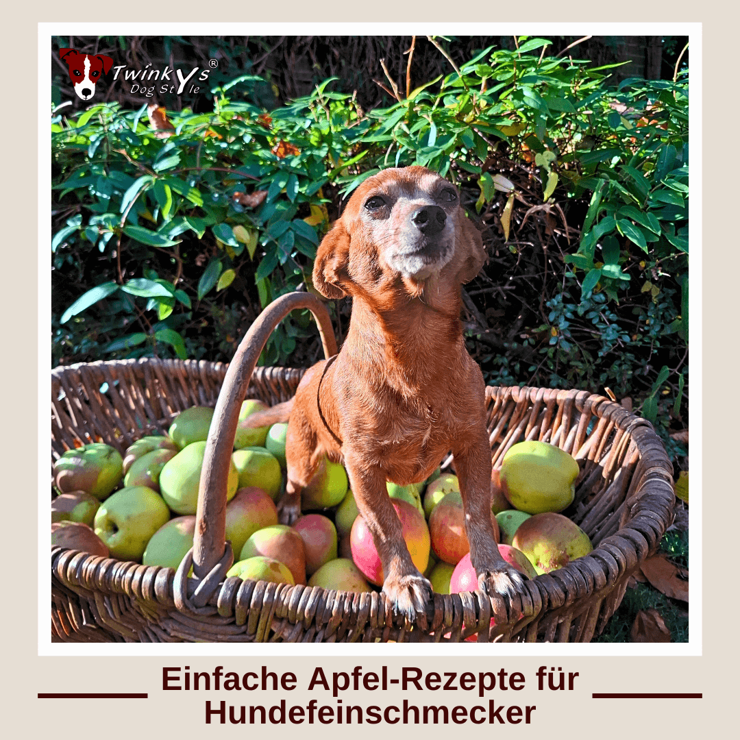 Ein kleiner Hund steht in einem großen Korb voller Äpfel. Titelbild zum Magazinbeitrag, in dem verschiedene Apfel-Rezepte für Hund und Besitzer geteilt werden.